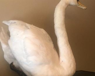 This was a real swan that was found dead in a thunder storm,  Found it and had it stuffed , absolutely beautiful