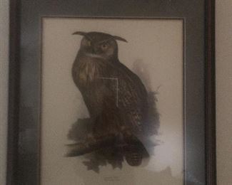 Owl picture