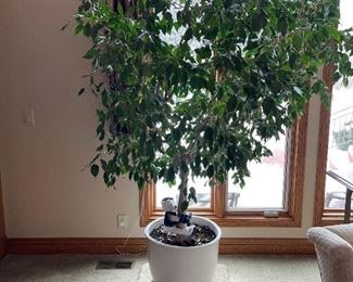6 1/2' Ficus Tree in Planter