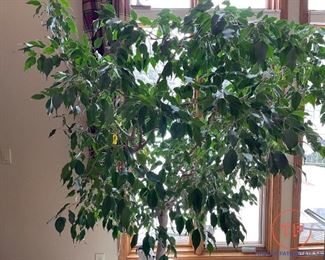 6 1/2' Ficus Tree in Planter