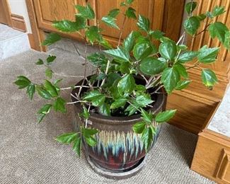 House Plant in Ceramic Planter