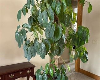 7 1/2' Rubber Plant Tree with Ceramic Planter