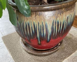 7 1/2' Rubber Plant Tree with Ceramic Planter