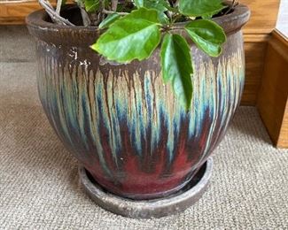 House Plant in Ceramic Planter