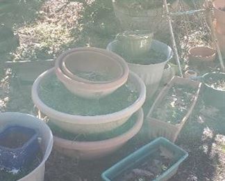 plants and pots
