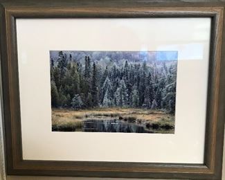 Forest picture, 21"W x 17"H,  $20