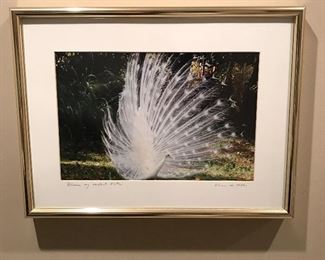 Blanco peacock by Lillian De Mello, 16" x 12", was $40, NOW $25