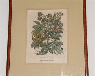 Botanical Prints