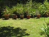 POTTED PLANTS