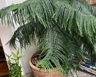 Lolt 96: $60- Norfolk Island Pine 