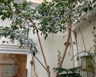 Lot 95: $250- Live Ficus tree in large cement pot. Approx. 12' H, 40 years old. The "Daughter" of the 46 year old tree also for sale.