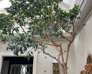 Live Ficus tree in large cement pot. Approx. 12'H 46 years old. Items in background are not for sale