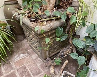 Detail of ficus tree pot