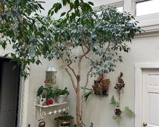 Lot 95: $250- Live ficus tree "Mother"