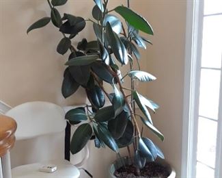 Another live rubber plant