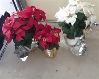 Poinsettias in red and white