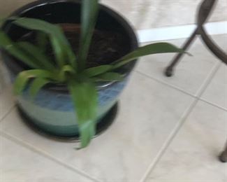 Indoor potted plant