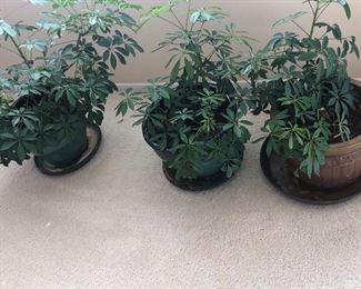 Indoor potted plants