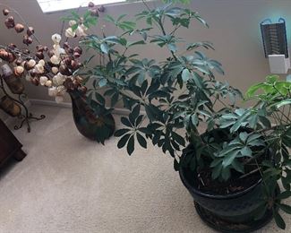 Indoor potted plants