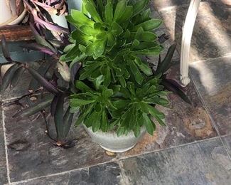 Beautiful potted succulent