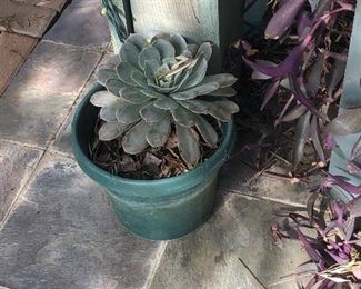 Beautiful Potted Succulent
