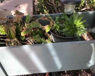Potted Succulents