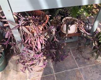 Potted Succulents