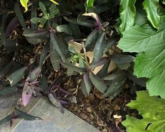 Potted plant