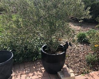 Potted Non-flowering Olive tree (2)