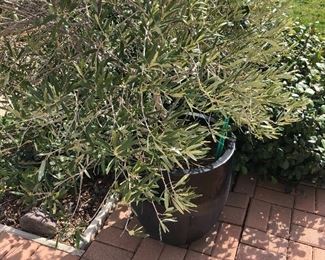 2nd Potted non-flowering olive tree