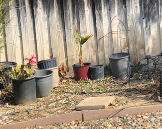 Potted Palm, empty pots - perfect for the gardener needing more supplies