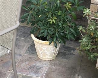 Potted plant