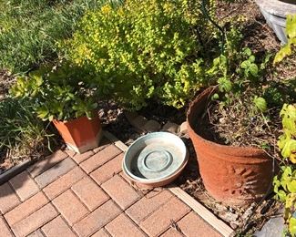 Potted plants