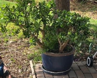 Potted plant