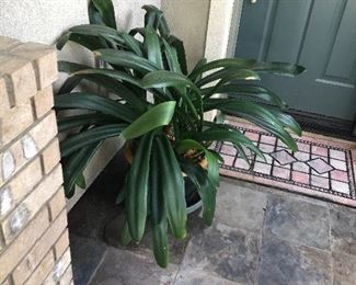 potted plant