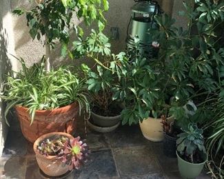 Lots of Plants