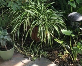 Outdoor potted plant