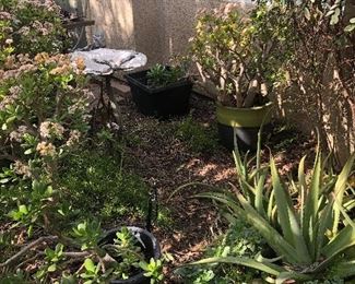 Bird bath and plants
