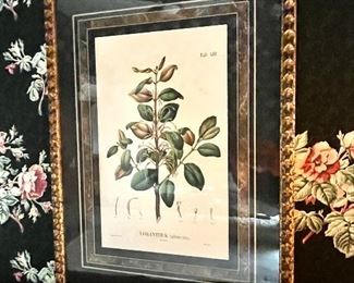 Botanical prints in elegant frames