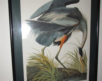 Audubon blue heron print