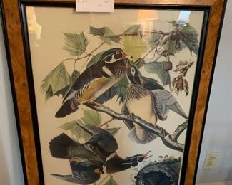 #151	Summer of Audubon Wood Duck Print by John James Audubon Print	 $100.00 
