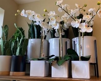 Target Orchids