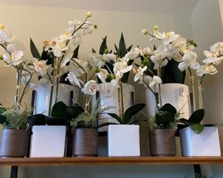 Target Orchids