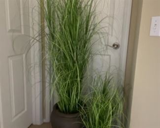 Fred Meyer Floor Plants