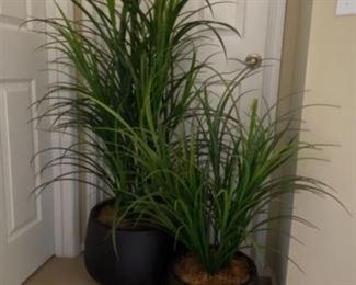 Fred Meyer Floor Plants