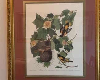Princeton Edition; The Baltimore Oriole, depicted with a “hang nest” in a beautiful Tulip Tree, is a consummate Audubon image. It is a very attractive, well-balanced composition that has several interesting aspects.  This Princeton Edition was printed on heavy, acid free, museum quality paper using specially designed archival inks. It is a fine art edition strictly limited to 1500 prints. All Princetons are hand numbered and bear an embossed seal in the lower margin of the print.  $500