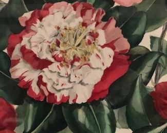 close up of one of the beautiful camellia pictures