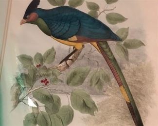 close up of these large beautiful bird lithos