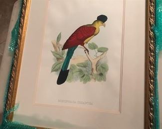 Large beautiful bird litho