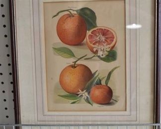 Blood Orange and Tangerine | Print | J. Wright | Vintage Wood Frame | 14" x 17"